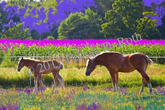  Horses Delight Art Photography by Felicia D. Roth wtmk rdcd