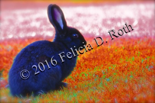 Black Bunny Ridge  Photo Art by Felicia Roth wtmk rdcd