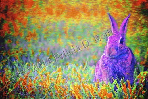 Colorful Bunny Art Photography by Felicia Roth wtmk rdcd