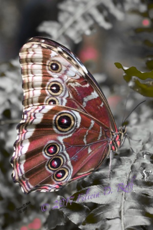 Butterfly Beauty by Felicia Roth wtmk