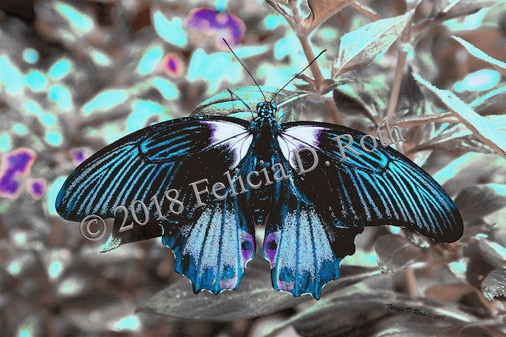 Butterfly In Blue Art Photo by Felicia Roth wtmk rdcd