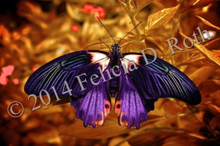Purple Butterfly Majesty IMG_0879_v8.wkm